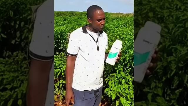 𝐎𝐌𝐄𝐗 𝐌𝐚𝐠𝐧𝐞𝐬𝐢𝐮𝐦 𝐏𝐥𝐮𝐬 in pepper production #farming #farmsmart #agrifuture #pepper #agrisolutions 𝐎𝐌𝐄𝐗 𝐌𝐚𝐠𝐧𝐞𝐬𝐢𝐮𝐦 𝐏𝐥𝐮𝐬 in pepper production #farming #farmsmart #agrifuture #pepper #agrisolutions