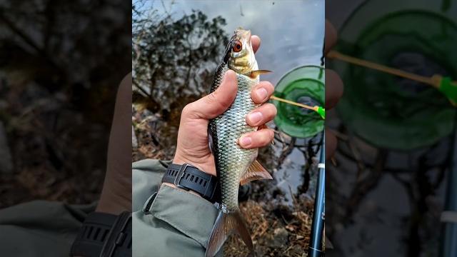 Крупная сорога на маховую удочку. Крупная сорога на маховую удочку.