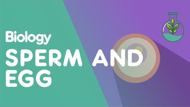 Sperm and eggs cells | cells | biology | fuseschool Sperm and eggs cells | cells | biology | fuseschool