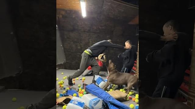 9 year old pitbull still has incredible restraint when protecting his brother #dog #shorts #viral 9 year old pitbull still has incredible restraint when protecting his brother #dog #shorts #viral