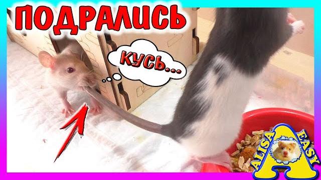 Крысы подрались / укусила за хвост / опять переезд / крыса, хомяк, крысы, хомки / alisa easy pets Крысы подрались / укусила за хвост / опять переезд / крыса, хомяк, крысы, хомки / alisa easy pets
