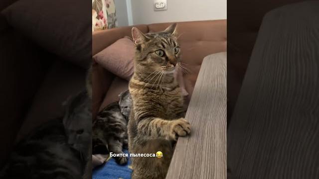 26.02 с котами все хорошо️ #youtube #cat #веселыекоты #shortvideo #catlover #прикольныекоты #котик 26.02 с котами все хорошо️ #youtube #cat #веселыекоты #shortvideo #catlover #прикольныекоты #котик