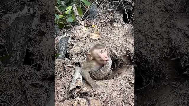 How did the snake twist the monkey #wildlife national geographic #discovery #animalplanet How did the snake twist the monkey #wildlife national geographic #discovery #animalplanet