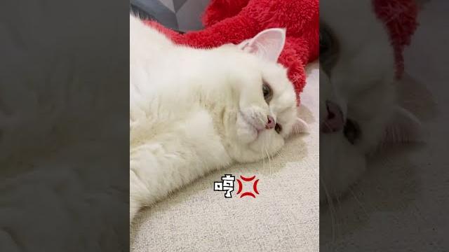 【白糖糖的日常】下次不醒了,煩死個喵喵的 【白糖糖的日常】下次不醒了,煩死個喵喵的