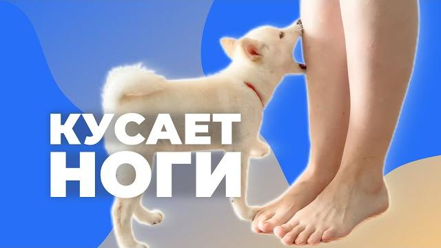 Щенок кусает ноги как отучить собаку кусать хозяина Щенок кусает ноги как отучить собаку кусать хозяина