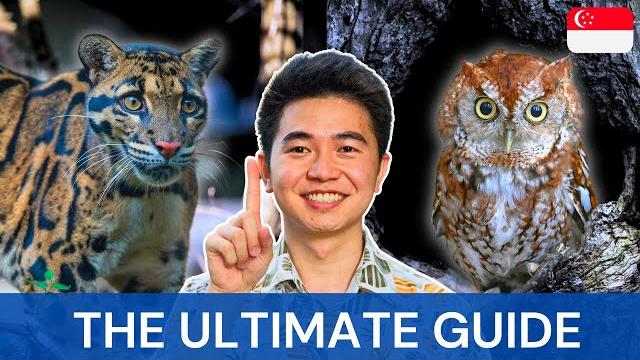 The ultimate guide to night safari singapore The ultimate guide to night safari singapore