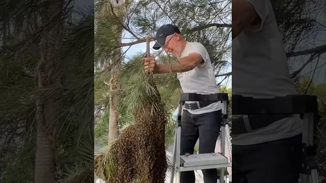 I dropped this mega bee swarm! I dropped this mega bee swarm!