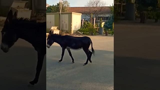 Arkadaşim eşek (streetwise donkey) #barışmanço Arkadaşim eşek (streetwise donkey) #barışmanço