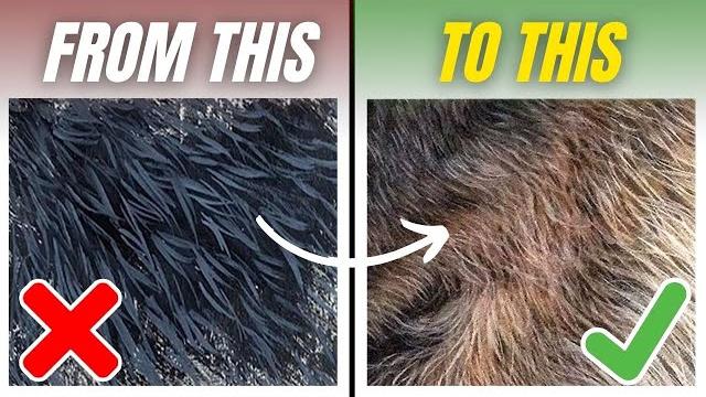 Do's & don'ts | how to paint realistic fur Do's & don'ts | how to paint realistic fur