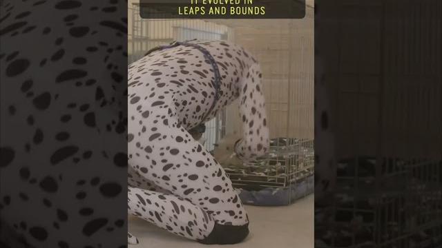 The man who lives like a human puppy #dog #puppy #roleplay #lifestyle #pets #pet #shorts The man who lives like a human puppy #dog #puppy #roleplay #lifestyle #pets #pet #shorts