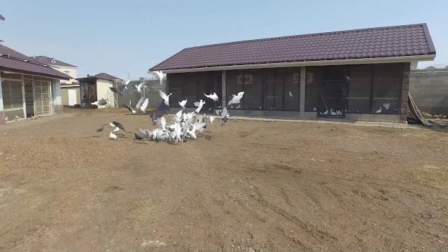 Бакинские голуби 1 Бакинские голуби 1