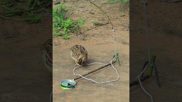 Primitive quail trap #youtubeshorts #shorts #shortvideo Primitive quail trap #youtubeshorts #shorts #shortvideo