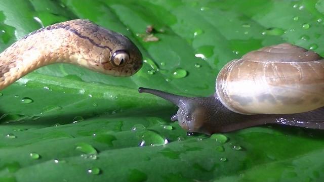 Keeled slug snake eats snail Keeled slug snake eats snail