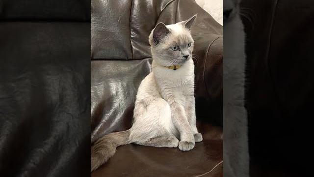 Буся ой неонавиє зайчики. #пушистик #скотишстрайт #скотишфолд #кот #невскаямаскарадная #пушистик Буся ой неонавиє зайчики. #пушистик #скотишстрайт #скотишфолд #кот #невскаямаскарадная #пушистик