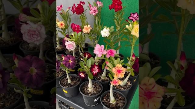 Adenium plant online sale #adenium #plants #flowers #gardening #adeniumlover #desertrose Adenium plant online sale #adenium #plants #flowers #gardening #adeniumlover #desertrose