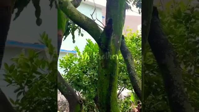 Ode owed to a tree#poet:susan noyes anderson#mango#mango tree#poetry#poem#childhood #worldmangoday Ode owed to a tree#poet:susan noyes anderson#mango#mango tree#poetry#poem#childhood #worldmangoday