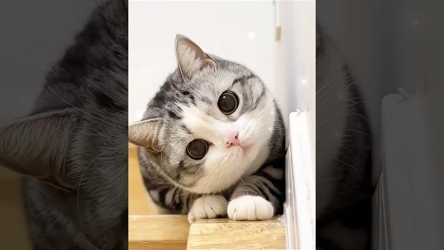 Kucing lucu #cat #meong #kucing Kucing lucu #cat #meong #kucing