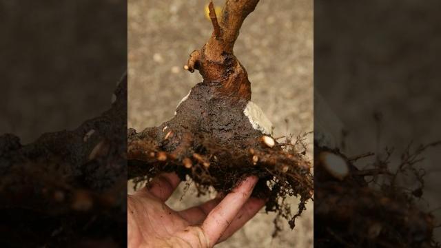 Fieldgrowing maple bonsai is easy ( cut everything off ) Fieldgrowing maple bonsai is easy ( cut everything off )