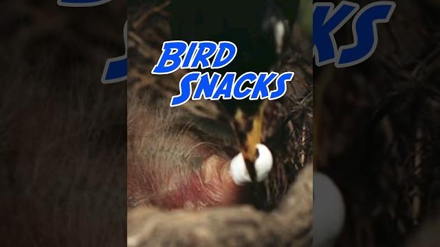 Why do mother birds eat their baby's poop? Why do mother birds eat their baby's poop?