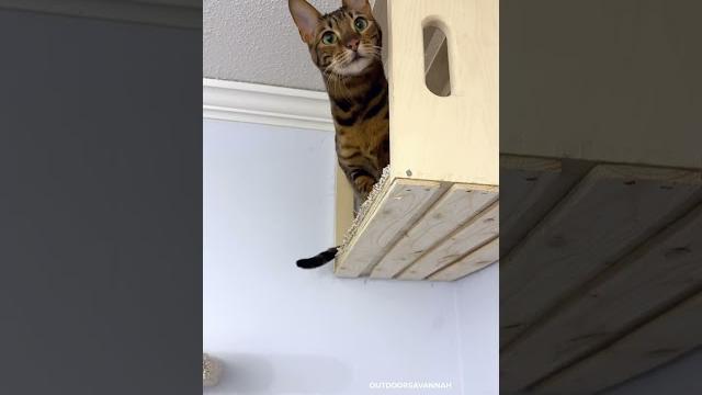 I built a cat wall playground I built a cat wall playground
