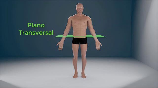 Posición anatómica, planos y ejes del cuerpo humano Posición anatómica, planos y ejes del cuerpo humano