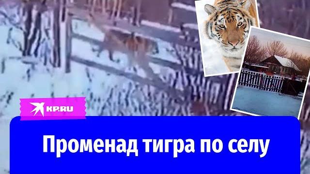 Тигр переполошил жителей села в хабаровском крае Тигр переполошил жителей села в хабаровском крае