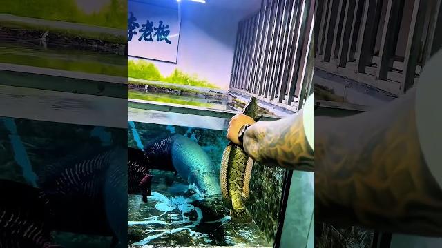 Arapaima ate a big monster fish. #short #shorts #arapaima #fishing #monsterfish #ytshort Arapaima ate a big monster fish. #short #shorts #arapaima #fishing #monsterfish #ytshort