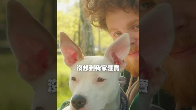 汪寶與喵寶相輕相愛-cado浪愛在一起 汪寶看見困在樹上的小喵寶,要怎麼辦呢? 汪寶與喵寶相輕相愛-cado浪愛在一起 汪寶看見困在樹上的小喵寶,要怎麼辦呢?