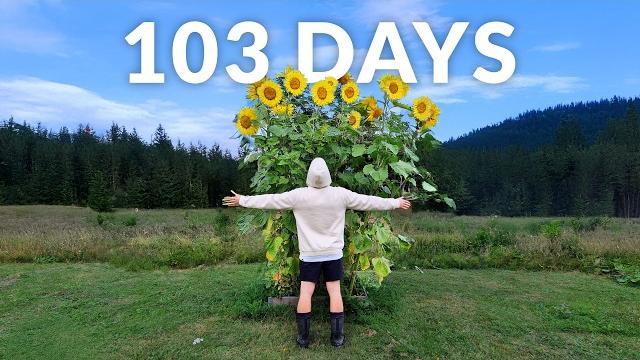 Giant sunflowers time-lapse Giant sunflowers time-lapse