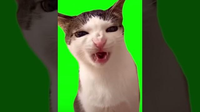 Смешной кот хрустит кормом кушает видео на зеленом фоне для хромакей мем мемный кот котик Смешной кот хрустит кормом кушает видео на зеленом фоне для хромакей мем мемный кот котик