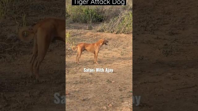 Tiger attack dog in sariska tiger reserve. #video #sariska #shortvideos #tigress #dog Tiger attack dog in sariska tiger reserve. #video #sariska #shortvideos #tigress #dog
