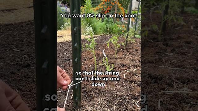I made a tomato trellis with the biggest yields! I made a tomato trellis with the biggest yields!