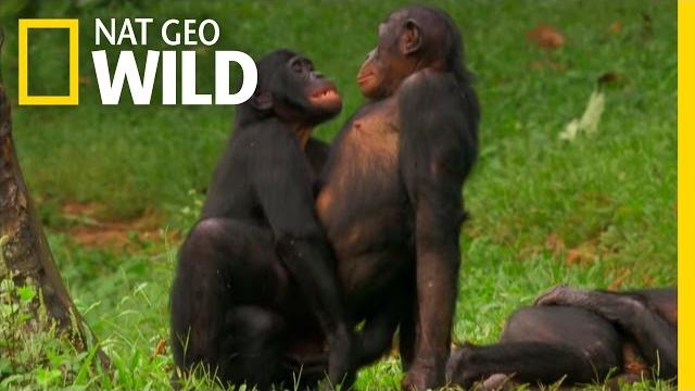 Bonobo love | nat geo wild Bonobo love | nat geo wild