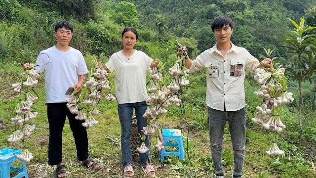 勤劳的妈妈,每天眼睛睁开就忙个不停,去年种下的大蒜又迎来了大丰收,今年一年不用买大蒜了 勤劳的妈妈,每天眼睛睁开就忙个不停,去年种下的大蒜又迎来了大丰收,今年一年不用买大蒜了