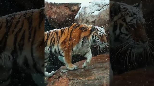 Amur tiger in snow | sedgwick county zoo Amur tiger in snow | sedgwick county zoo