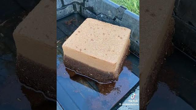 Great alternative to peatmoss coco thrive soil subscribe #garden #gardening #gardensoil Great alternative to peatmoss coco thrive soil subscribe #garden #gardening #gardensoil
