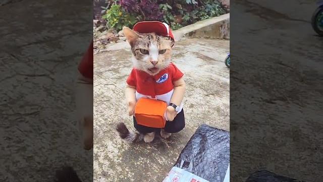 Kucing antar paket Kucing antar paket
