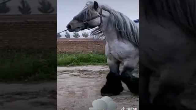 Большая лошадь...а может и конь. Большая лошадь...а может и конь.