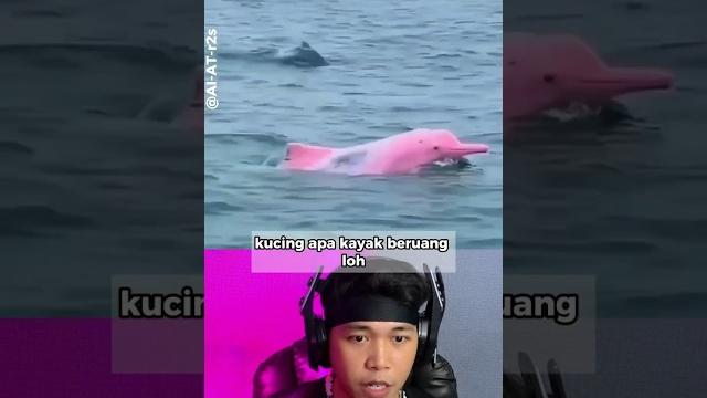 Inilah hewan paling langka di dunia #shorts Inilah hewan paling langka di dunia #shorts