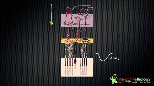 032 visual processing in the retina 032 visual processing in the retina
