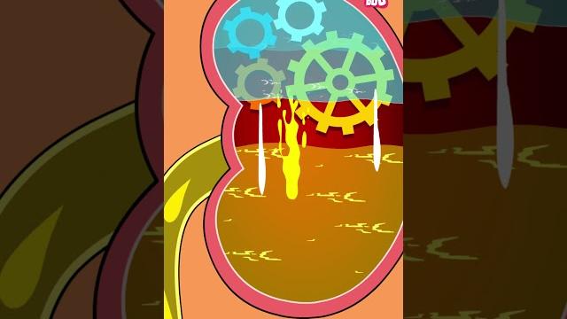 How is urine produced in our body? #shorts #pee #urinarysystem #drbinocsshow #bodyfunctions How is urine produced in our body? #shorts #pee #urinarysystem #drbinocsshow #bodyfunctions