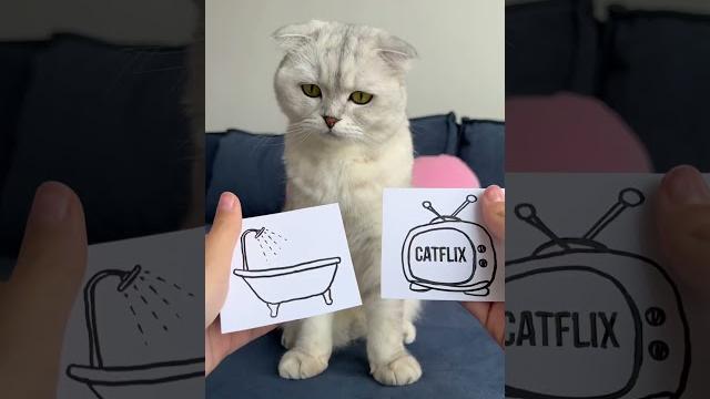 #cat #cats #cat #cats