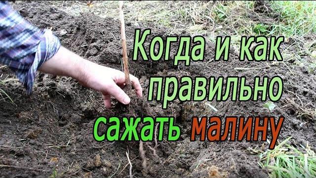 Когда и как правильно сажать малину Когда и как правильно сажать малину