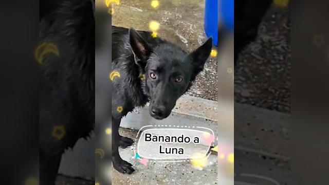 Banando a luna #bath #fyp #viral #dog #love #latina #colombia #usa #luna #cute #belgianmalinois Banando a luna #bath #fyp #viral #dog #love #latina #colombia #usa #luna #cute #belgianmalinois