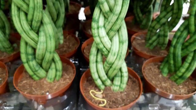 #carrefour #plantas #flores #carrefour #plantas #flores