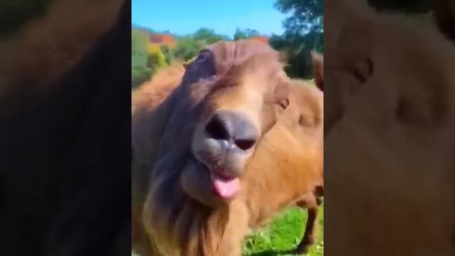 Cute baby teasing #funny #comedy #shorts #foryou Cute baby teasing #funny #comedy #shorts #foryou