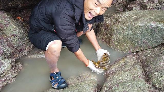 岛上深水坑里鱼货聚窝,抽干后小囿下去直接捡,一条条的好吃又值钱 岛上深水坑里鱼货聚窝,抽干后小囿下去直接捡,一条条的好吃又值钱