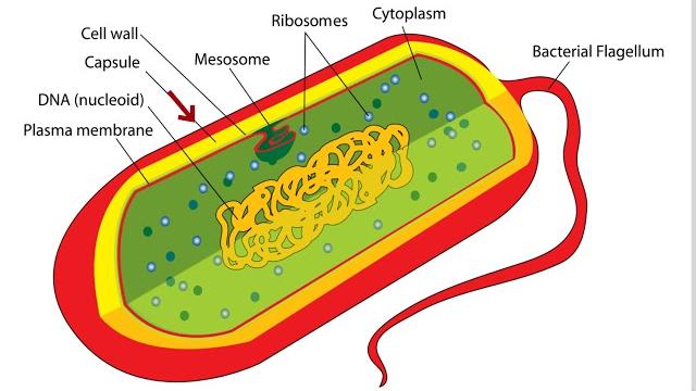 Bacteria cell structure Bacteria cell structure