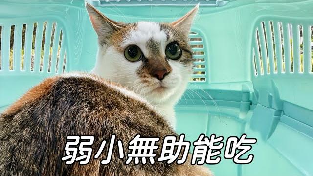 高顏值流浪貓因貪吃落入人類陷阱,也太胖了吧|李喜猫 高顏值流浪貓因貪吃落入人類陷阱,也太胖了吧|李喜猫