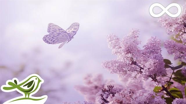 Always: soft, beautiful & relaxing piano music by peder b. helland with nature photos Always: soft, beautiful & relaxing piano music by peder b. helland with nature photos